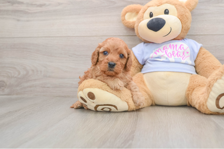 Fluffy Cavapoo Poodle Mix Pup
