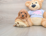 7 week old Cavapoo Puppy For Sale - Pilesgrove Pups