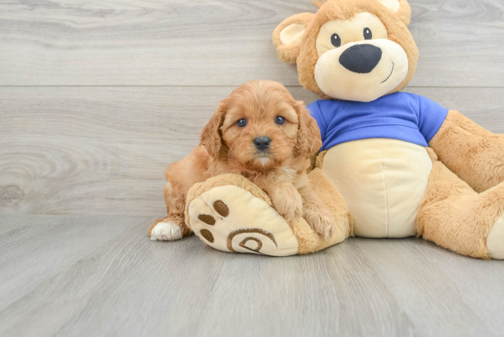 Fluffy Cavapoo Poodle Mix Pup