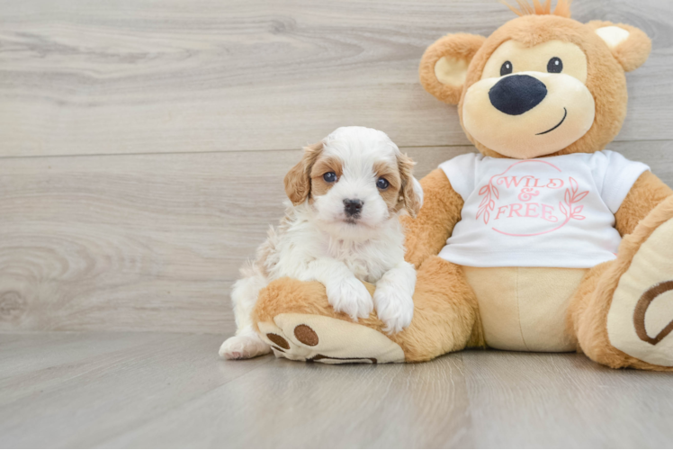 Cute Cavapoo Baby