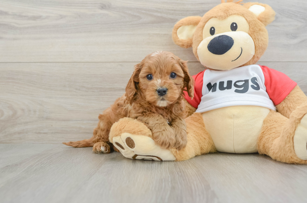 6 week old Cavapoo Puppy For Sale - Pilesgrove Pups