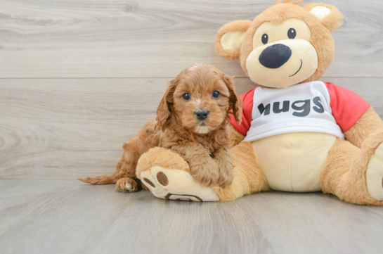 Cavapoo Pup Being Cute