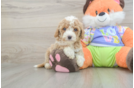 Cavapoo Puppy for Adoption