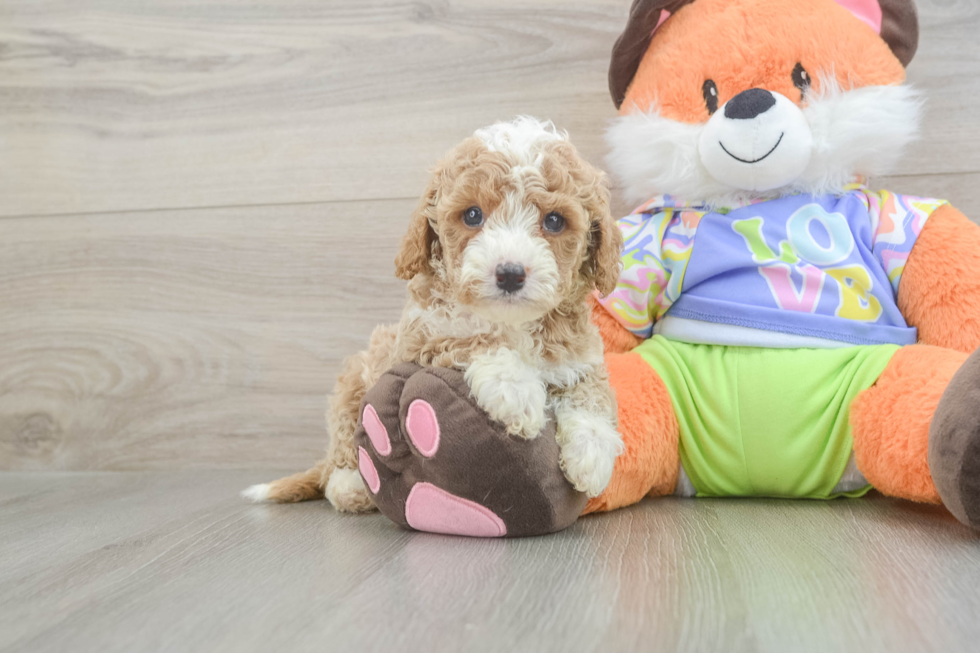 Cavapoo Puppy for Adoption