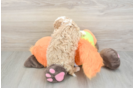 Cavapoo Puppy for Adoption