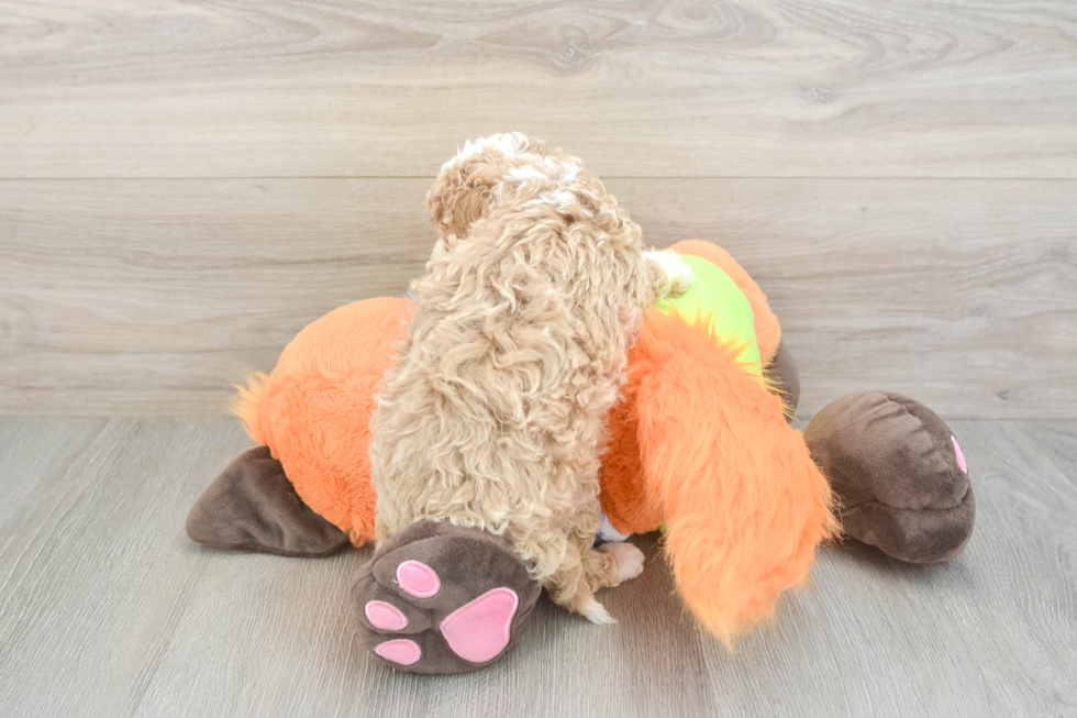 Cavapoo Puppy for Adoption