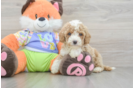 Cavapoo Puppy for Adoption