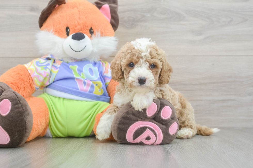 Cavapoo Puppy for Adoption