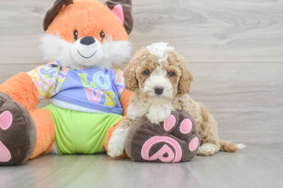 5 week old Cavapoo Puppy For Sale - Pilesgrove Pups