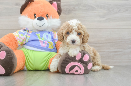 Cavapoo Puppy for Adoption