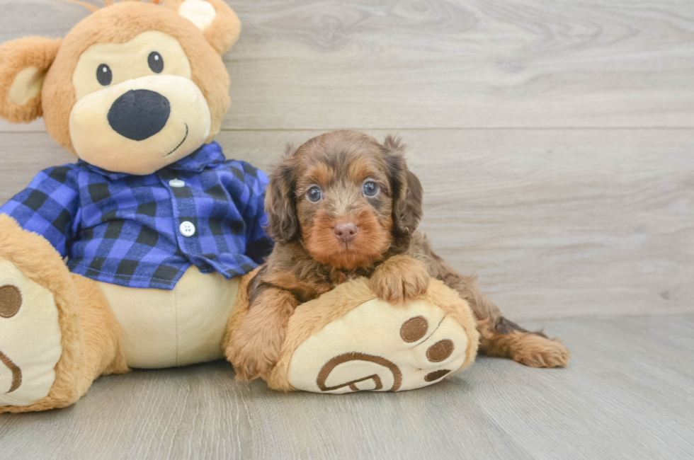 6 week old Cavapoo Puppy For Sale - Pilesgrove Pups