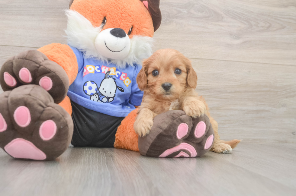 6 week old Cavapoo Puppy For Sale - Pilesgrove Pups
