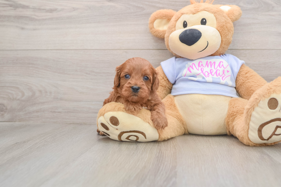 Best Cavapoo Baby