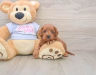 7 week old Cavapoo Puppy For Sale - Pilesgrove Pups