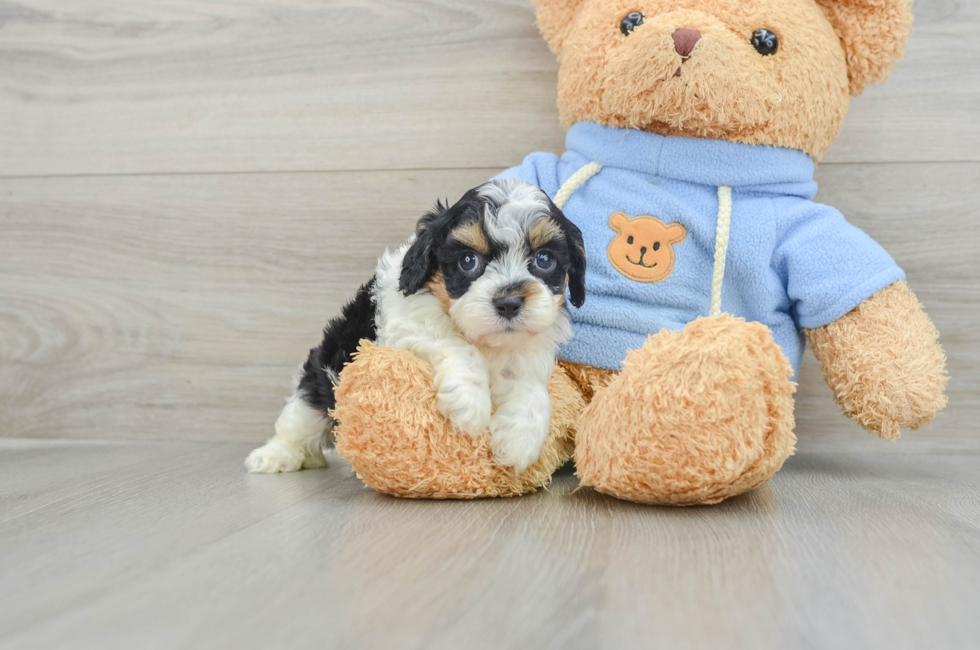 5 week old Cavapoo Puppy For Sale - Pilesgrove Pups