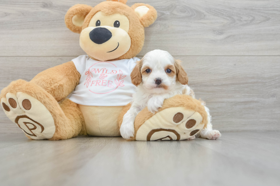 8 week old Cavapoo Puppy For Sale - Pilesgrove Pups