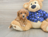 9 week old Cavapoo Puppy For Sale - Pilesgrove Pups