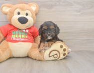 7 week old Cavapoo Puppy For Sale - Pilesgrove Pups