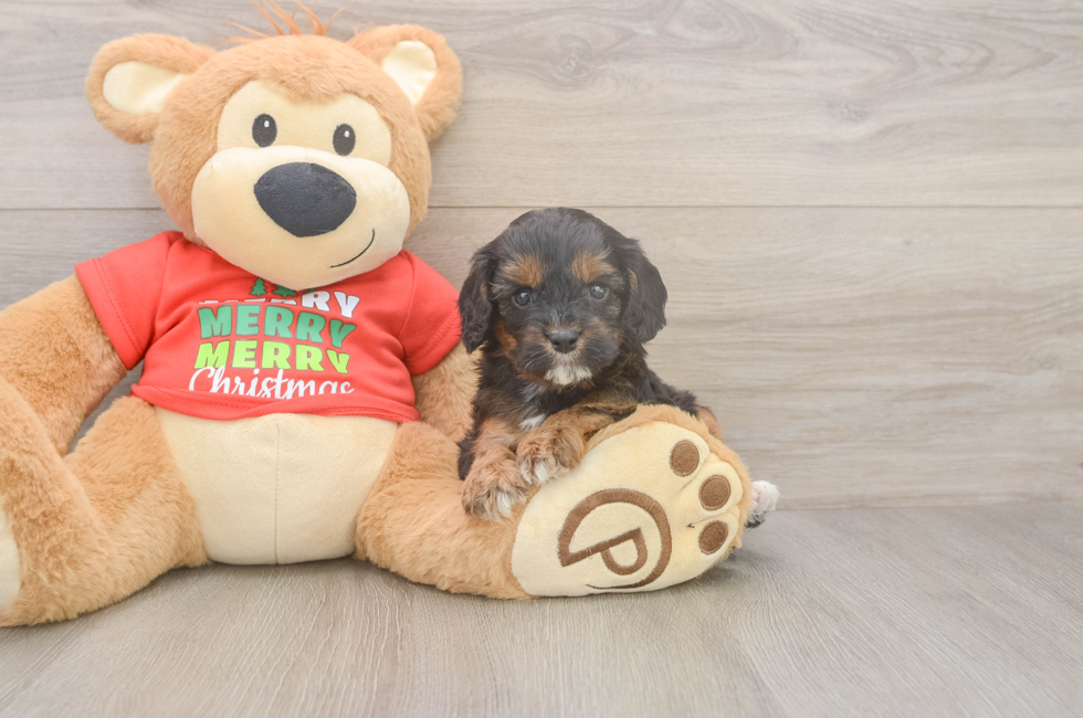 5 week old Cavapoo Puppy For Sale - Pilesgrove Pups