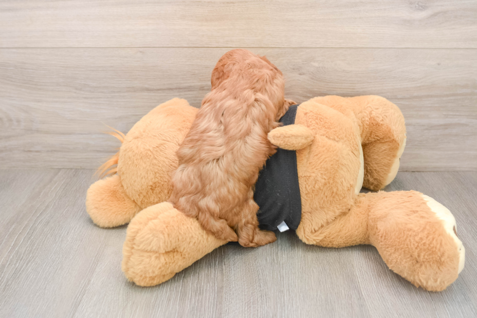 Small Cavapoo Baby