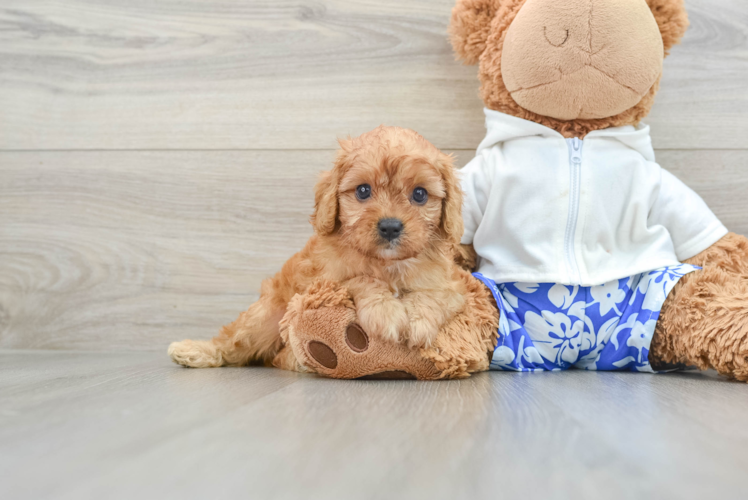 Smart Cavapoo Poodle Mix Pup