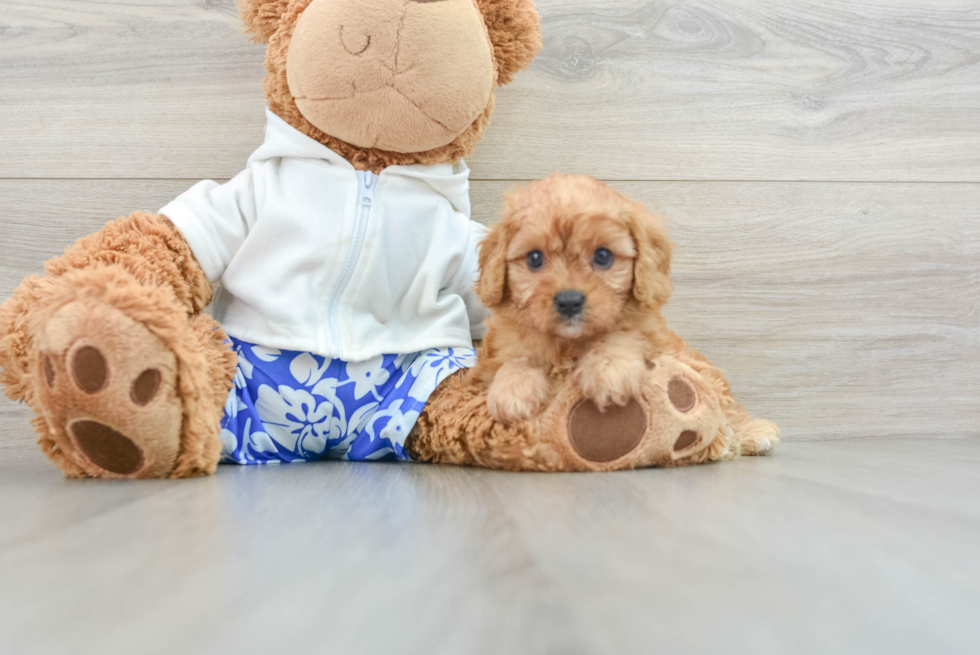 Best Cavapoo Baby