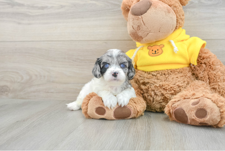 Energetic Cavoodle Poodle Mix Puppy