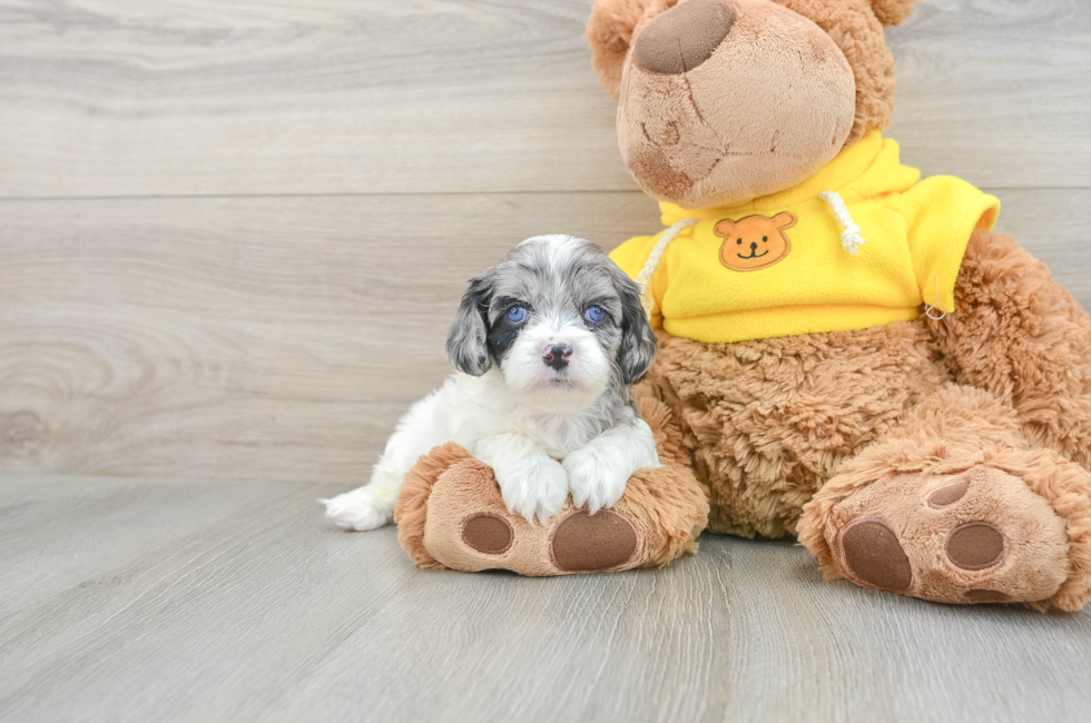 7 week old Cavapoo Puppy For Sale - Pilesgrove Pups