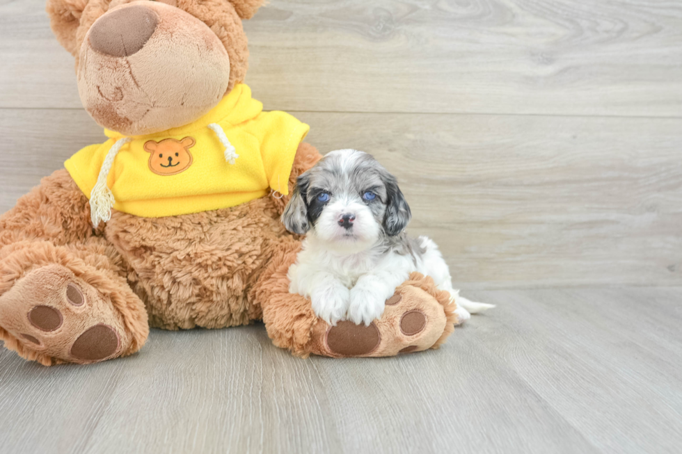 Smart Cavapoo Poodle Mix Pup