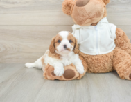 7 week old Cavapoo Puppy For Sale - Pilesgrove Pups