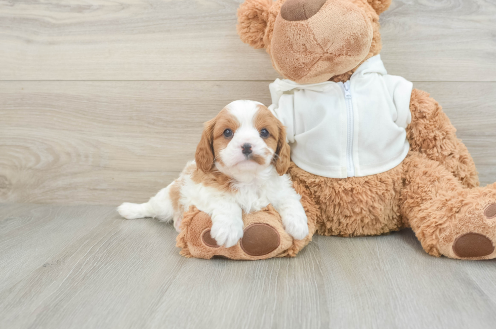 7 week old Cavapoo Puppy For Sale - Pilesgrove Pups