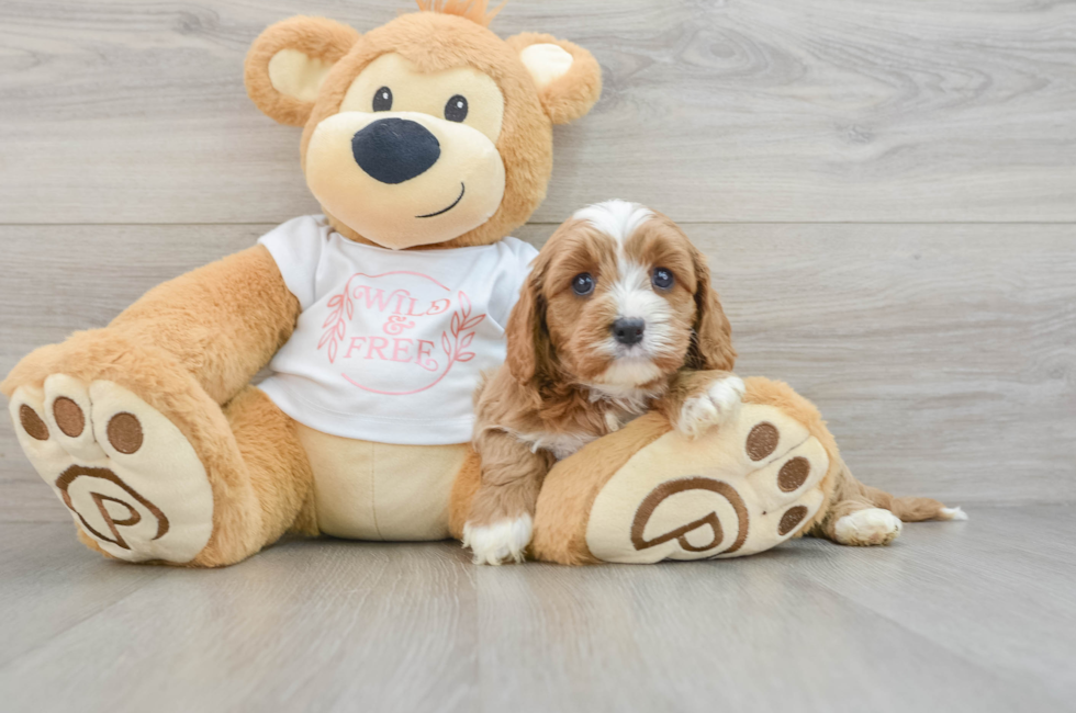 6 week old Cavapoo Puppy For Sale - Pilesgrove Pups