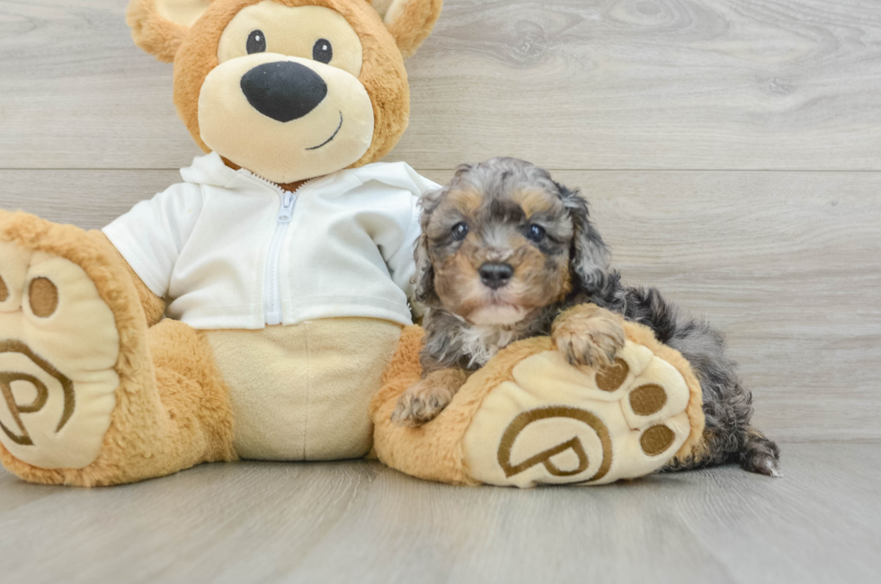 6 week old Cavapoo Puppy For Sale - Pilesgrove Pups