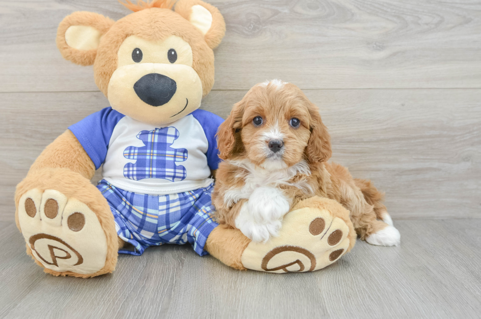 5 week old Cavapoo Puppy For Sale - Pilesgrove Pups
