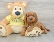 9 week old Cavapoo Puppy For Sale - Pilesgrove Pups