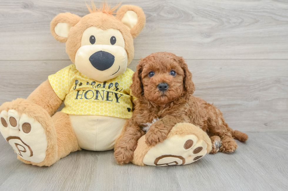 8 week old Cavapoo Puppy For Sale - Pilesgrove Pups