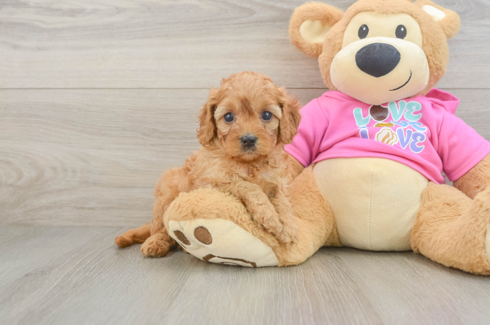 5 week old Cavapoo Puppy For Sale - Pilesgrove Pups