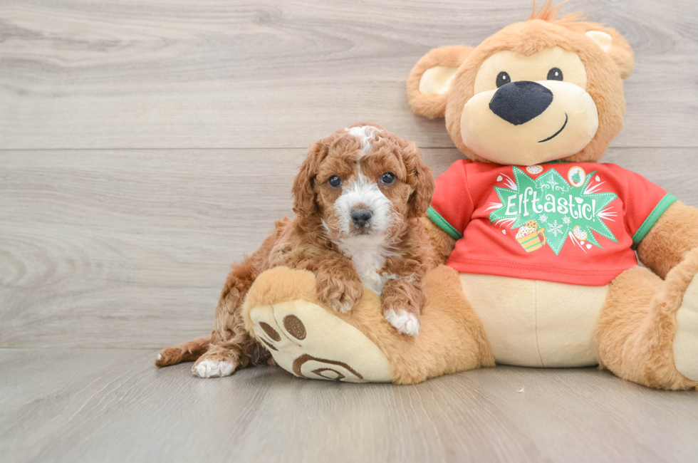 5 week old Cavapoo Puppy For Sale - Pilesgrove Pups