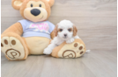 Adorable Cavalier King Charles Spaniel and Poodle Mix Poodle Mix Puppy