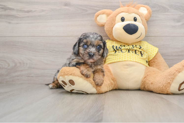 Energetic Cavoodle Poodle Mix Puppy