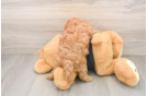 Sweet Cavapoo Baby