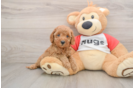 Cavapoo Pup Being Cute