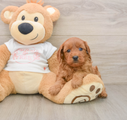 6 week old Cavapoo Puppy For Sale - Pilesgrove Pups