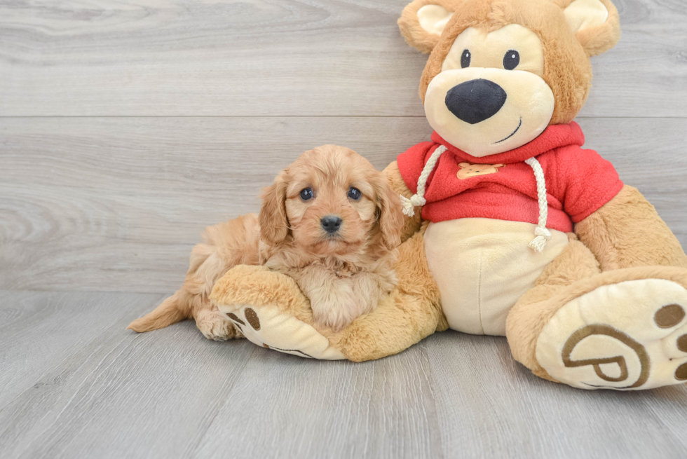 Smart Cavapoo Poodle Mix Pup