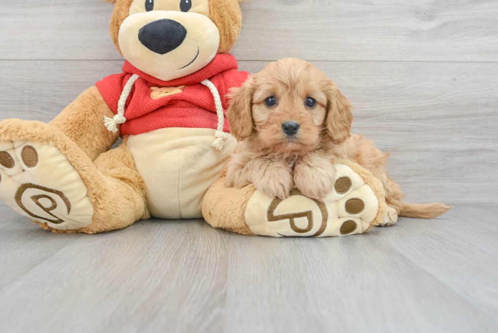 Cavapoo Pup Being Cute