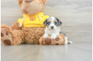 Cavapoo Puppy for Adoption