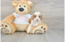 Cavapoo Puppy for Adoption