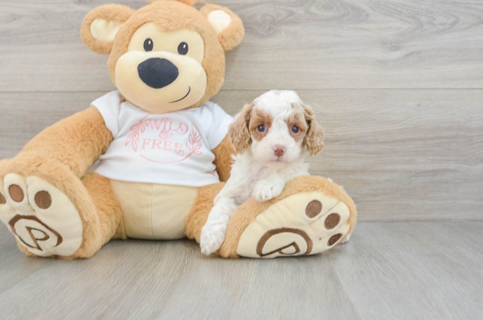 7 week old Cavapoo Puppy For Sale - Pilesgrove Pups