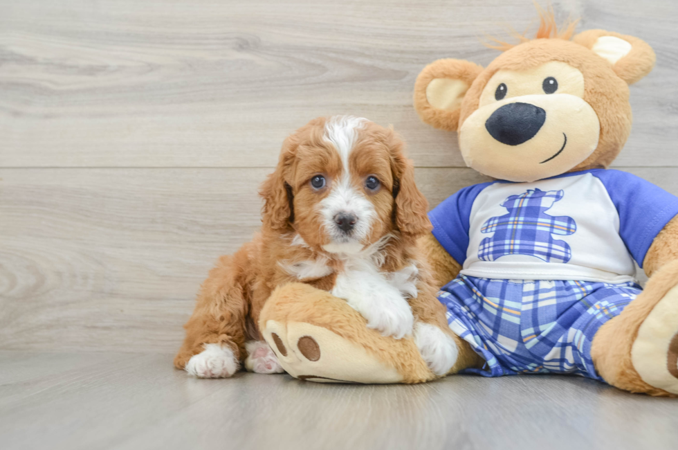 5 week old Cavapoo Puppy For Sale - Pilesgrove Pups