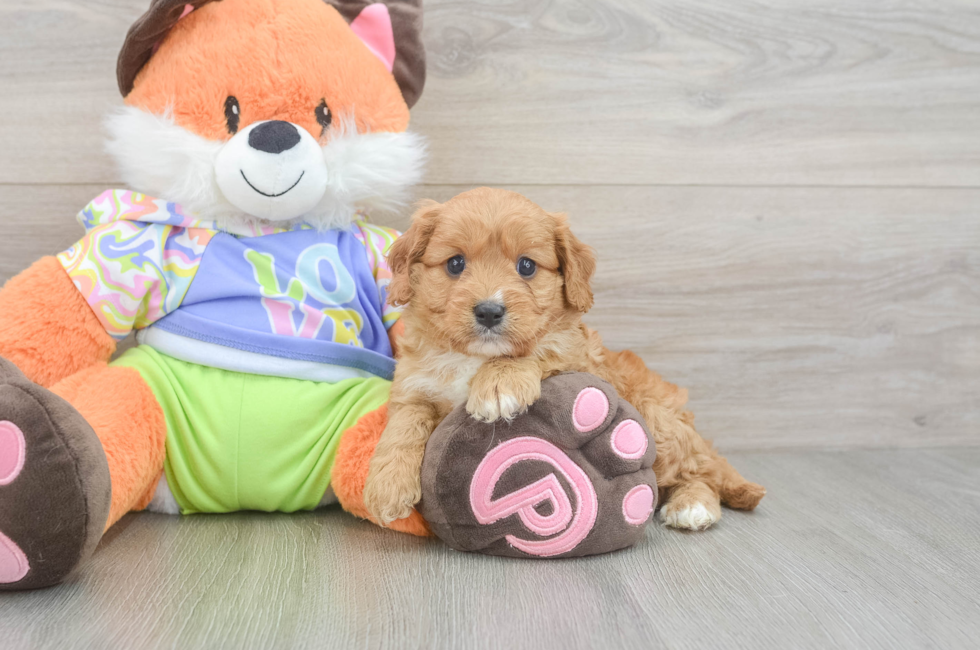 6 week old Cavapoo Puppy For Sale - Pilesgrove Pups